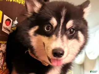 Pomsky dogs Pomsky Puppy 1 - Ad 3