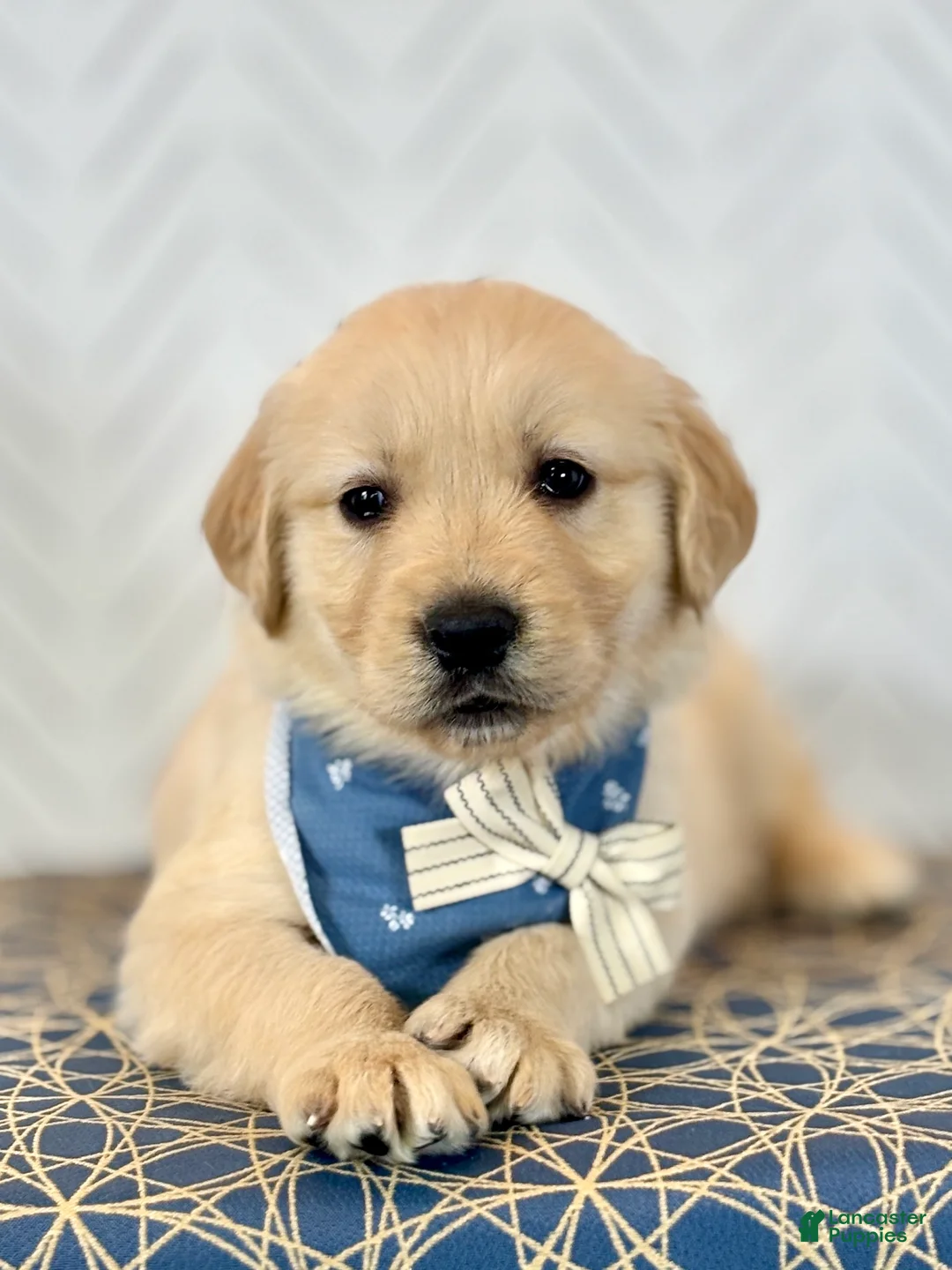 Golden Retriever dogs for sale: Kirby Golden Retriever Puppy  - Ad 1