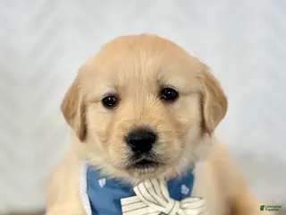 Golden Retriever dogs for sale: Kirby Golden Retriever Puppy - Ad 1