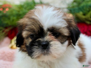 Shih Tzu dogs Shih Tzu Puppy 5 - Ad 37