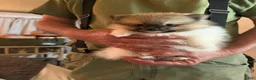 Pomeranian dogs for sale: Mezi - Ad 7