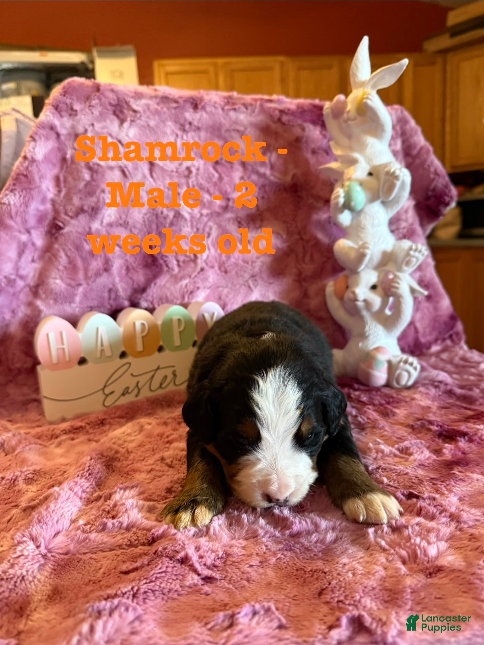 Bernese Mountain Dog dogs Shamrock - Ad 38