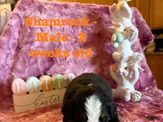 Bernese Mountain Dog dogs Shamrock - Ad 21