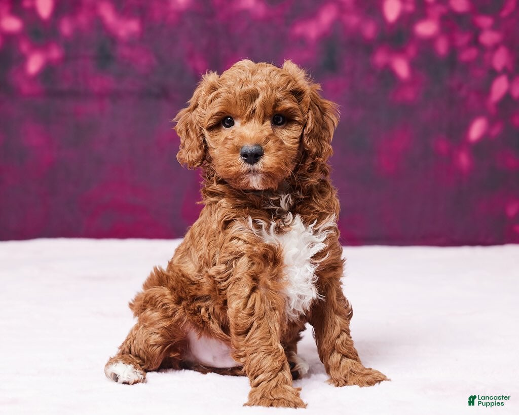 Toy Poodle dogs for sale: Micky - Ad 6