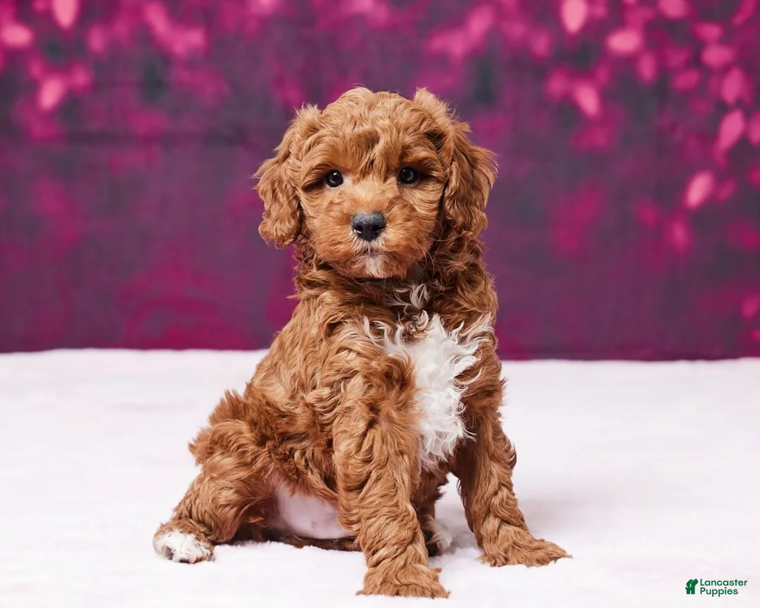 Toy Poodle dogs for sale: Micky - Ad 1