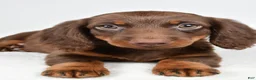 Dachshund dogs for sale: Romeo - Ad 9
