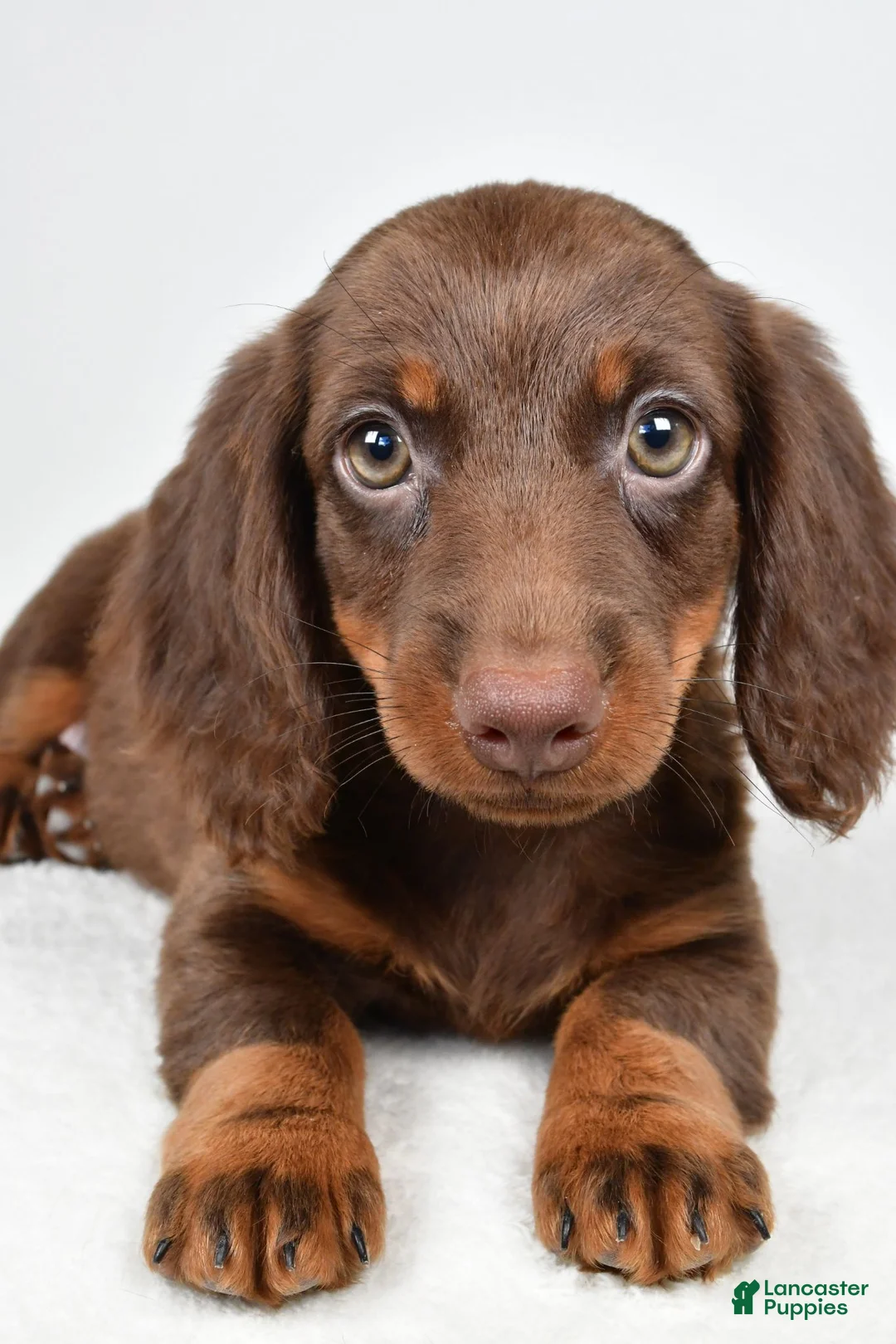 Dachshund dogs for sale: Romeo - Ad 9