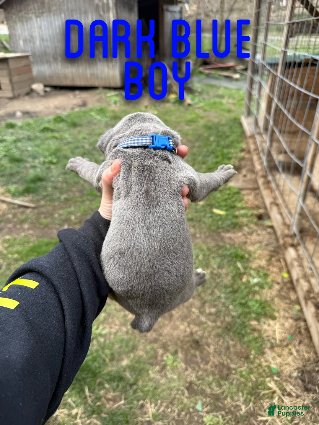 Cane Corso dogs for sale: Cane Corso Puppy 2 - Ad 2