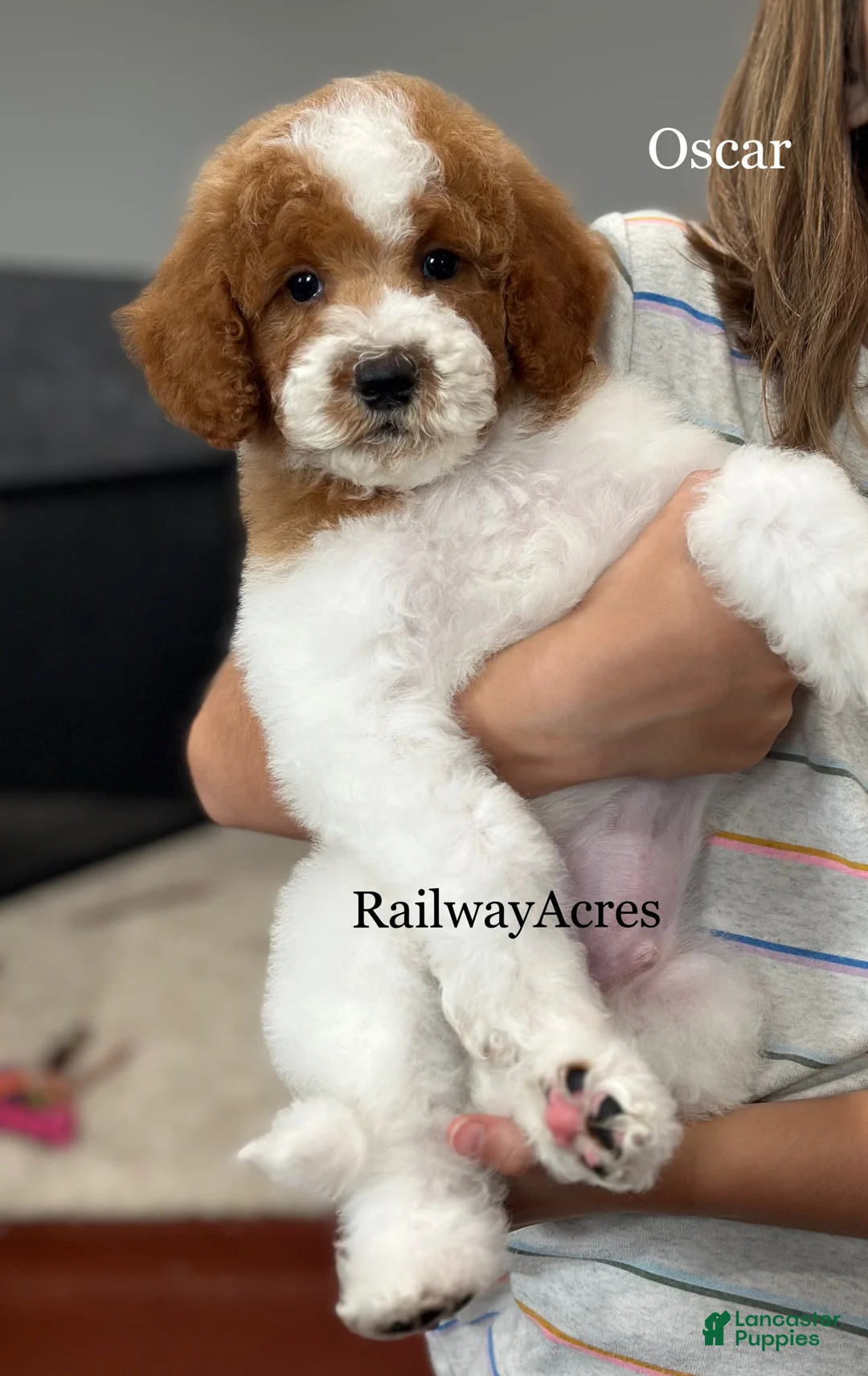 Mini Goldendoodle dogs for sale: Oscar - Ad 1