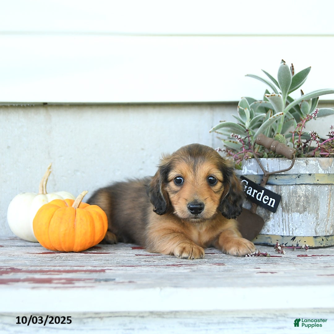 Miniature Dachshund dogs for sale: Clifford - Ad 9