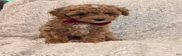 Toy Poodle dogs for sale: George  - Ad 6