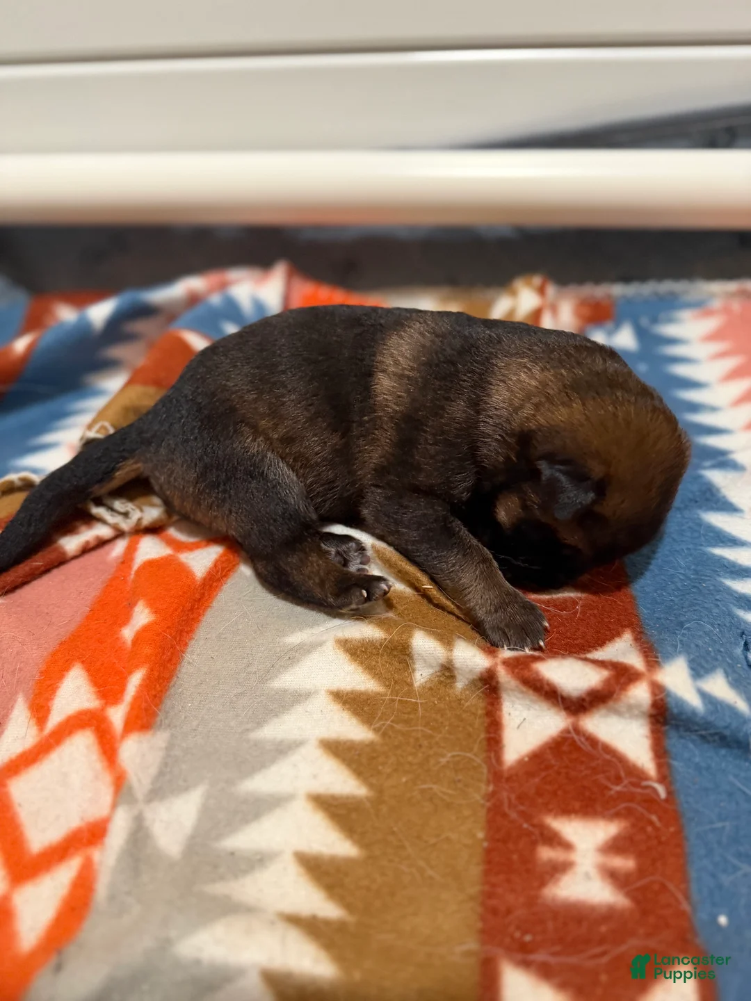 German Shepherd dogs for sale: Joker  - Ad 1