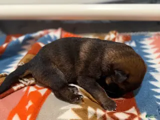 German Shepherd dogs Joker - Ad 10