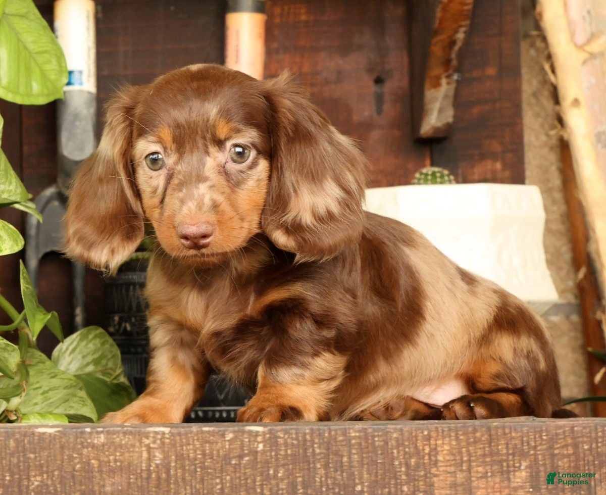 Miniature Dachshund dogs for sale: Bella - Ad 9