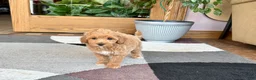 Mixed Breed dogs for sale: Mixed Breed 1 - Ad 10