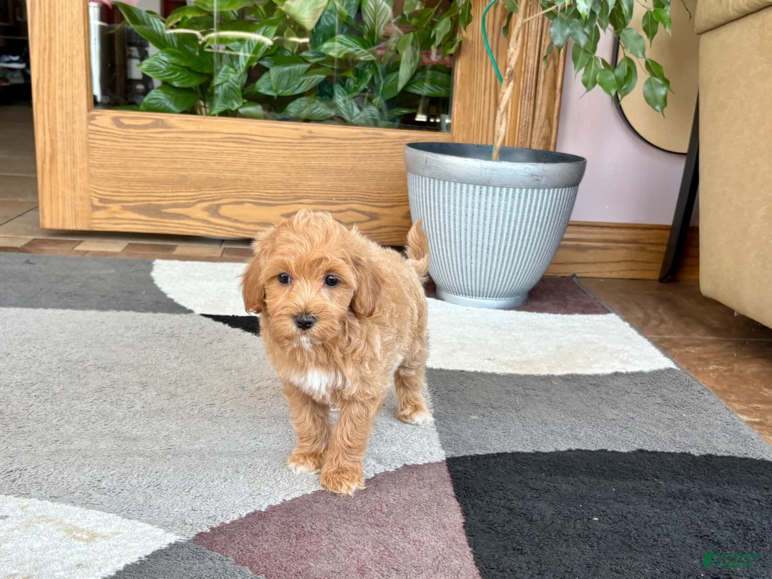 Mixed Breed dogs for sale: Mixed Breed 1 - Ad 10