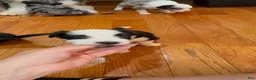 Mixed Breed dogs for sale: Oreo - Ad 5