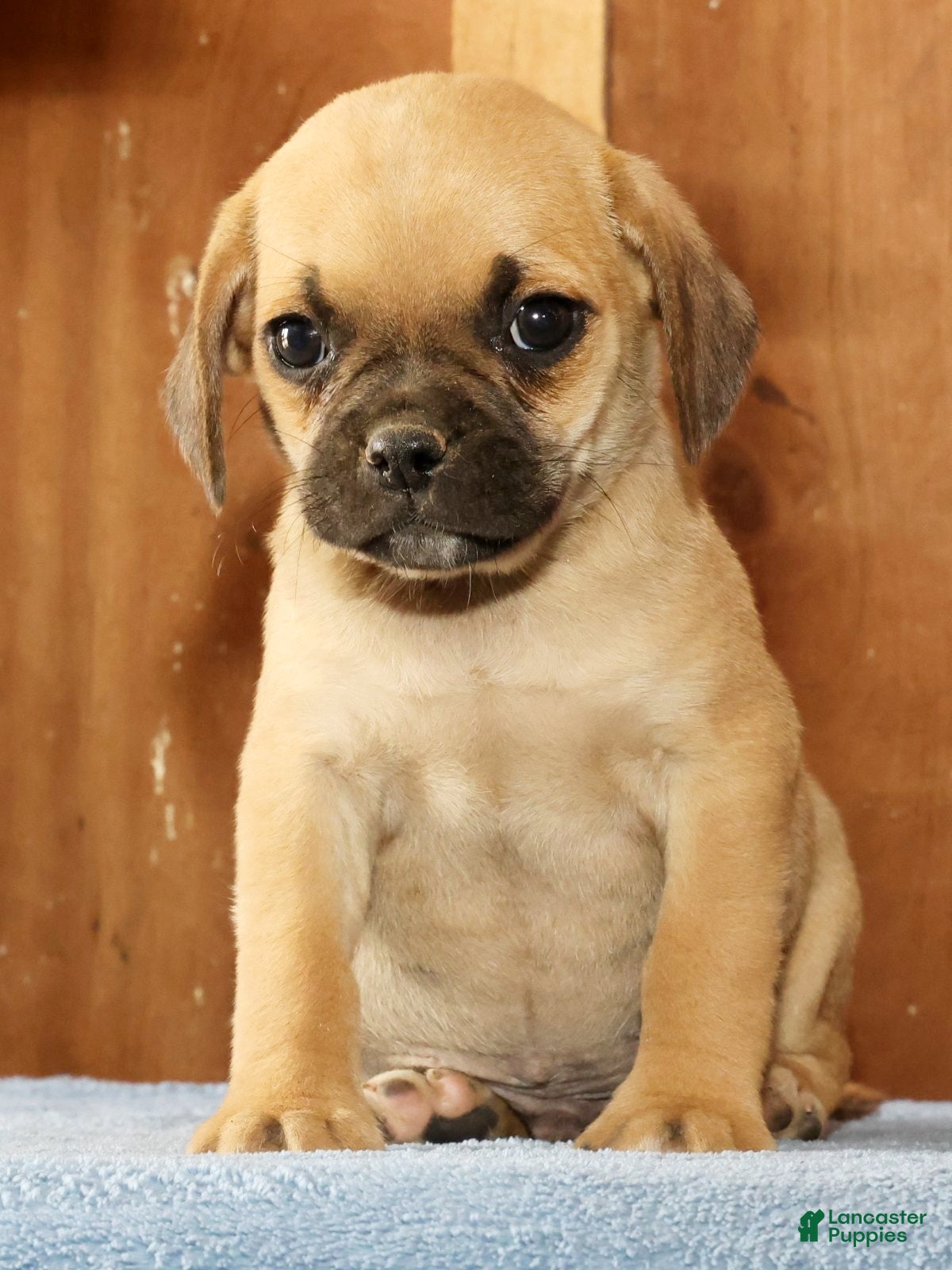 Puggle dogs Max - Ad 1