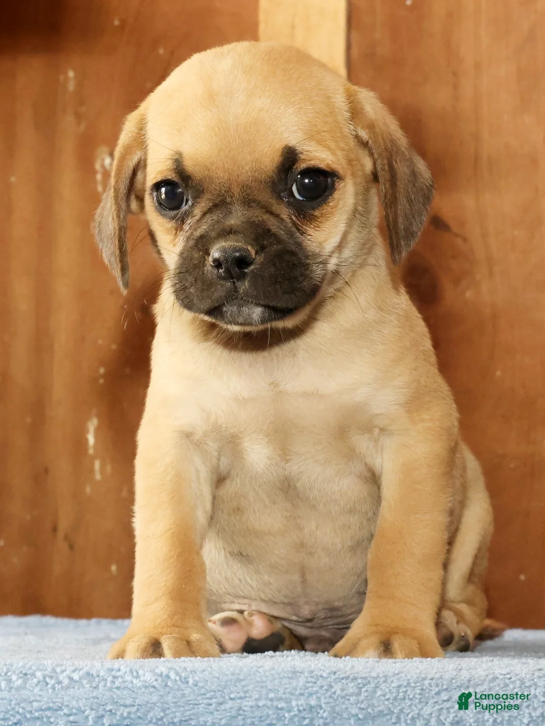 Puggle dogs for sale: Max - Ad 1