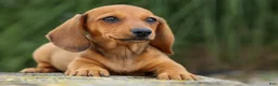 Miniature Dachshund dogs for sale: Sasha 🩷 - Ad 7