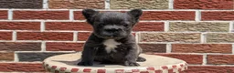 French Bulldog dogs for sale: Eden - Ad 12
