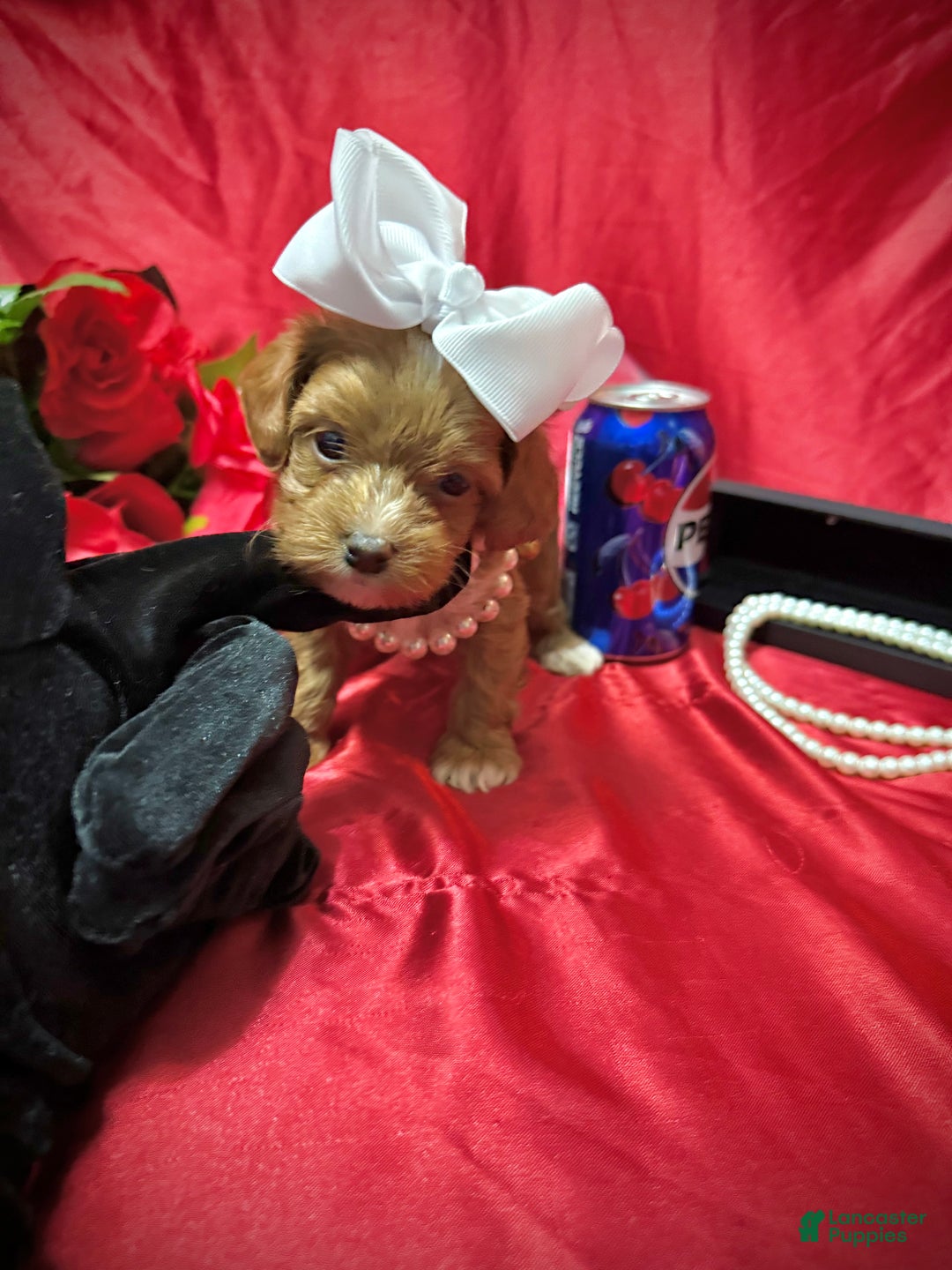 Yorkiepoo dogs for sale: Reese  - Ad 2