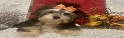 Morkie dogs for sale: Toostie - Ad 2