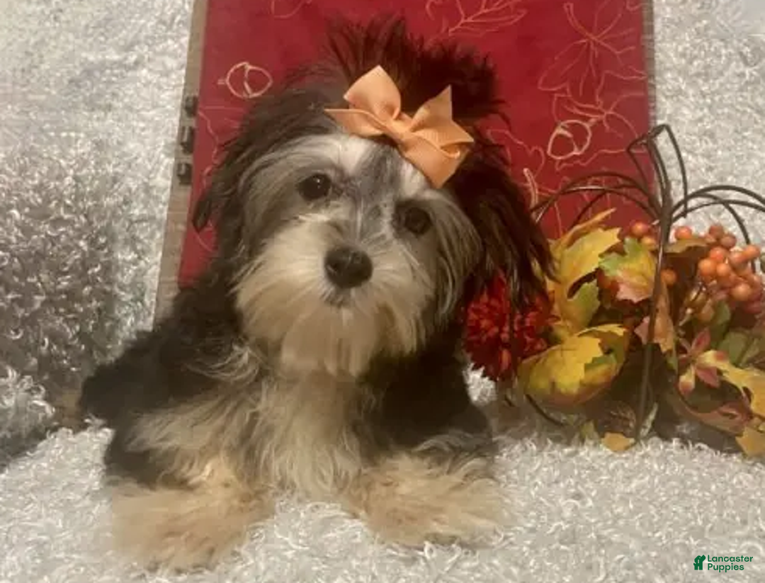 Morkie dogs for sale: Toostie - Ad 2