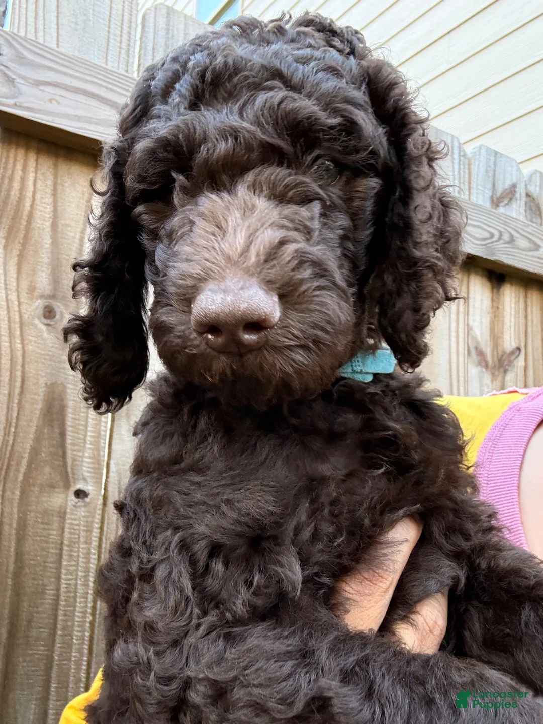 Goldendoodle dogs for sale: Blu - Ad 2