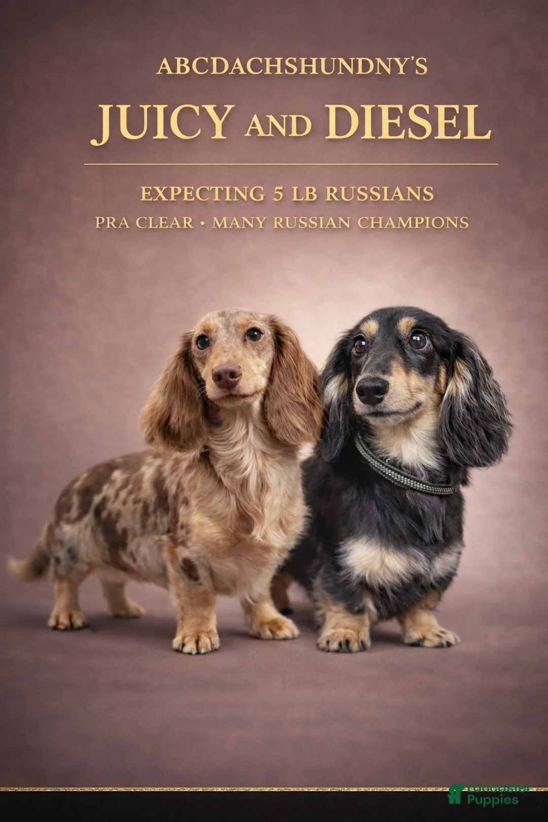 Miniature Dachshund dogs for sale: Russian boy - Ad 9