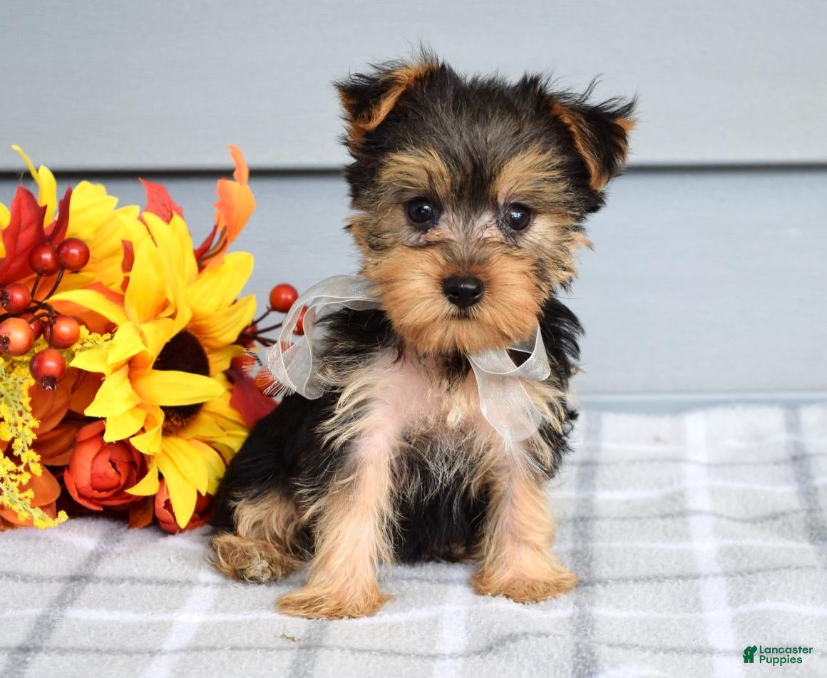 Yorkshire Terrier dogs Cora - Ad 2