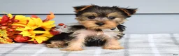 Yorkshire Terrier dogs for sale: Cora - Ad 2