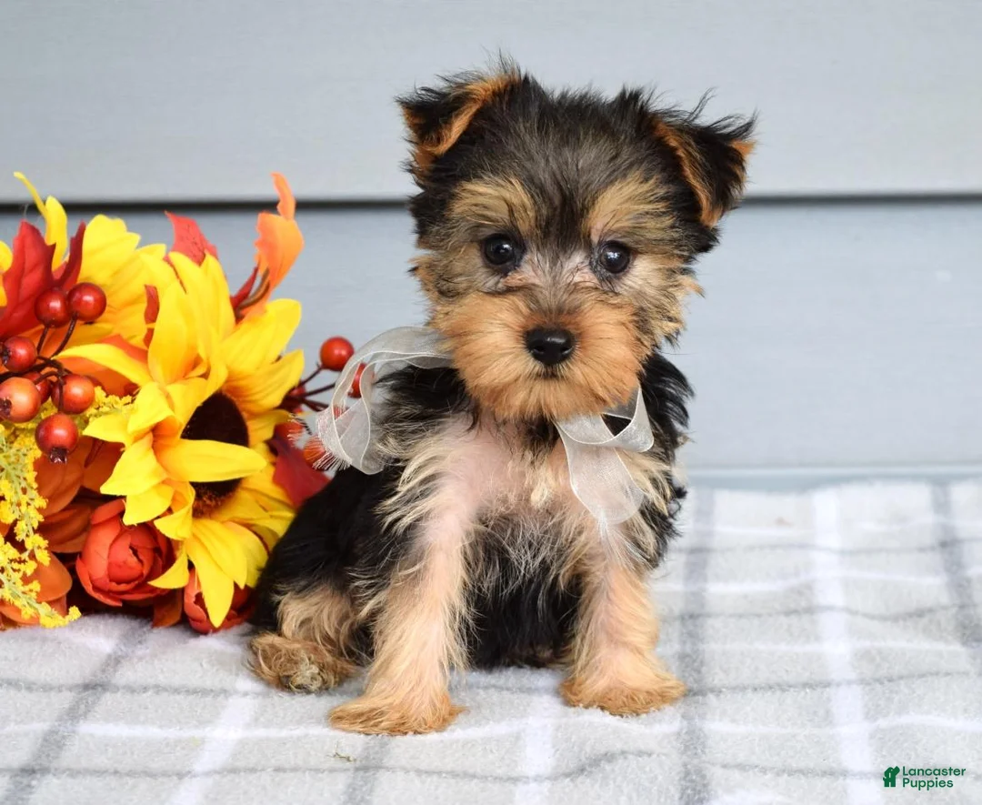 Yorkshire Terrier dogs for sale: Cora - Ad 2