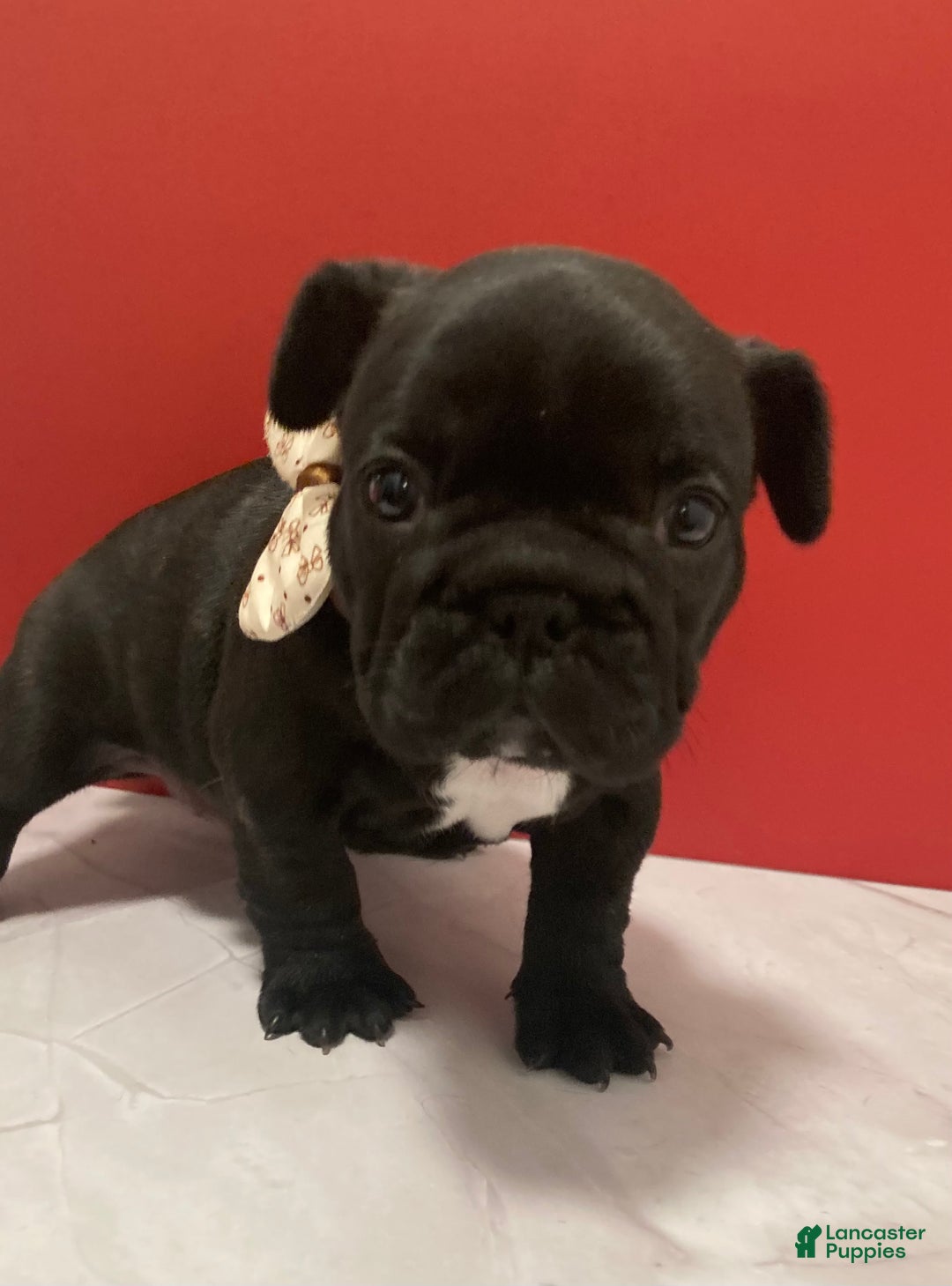 French Bulldog dogs for sale: Coal - Ad 5