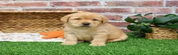 Labrador Retriever dogs for sale: Eggo - Ad 4