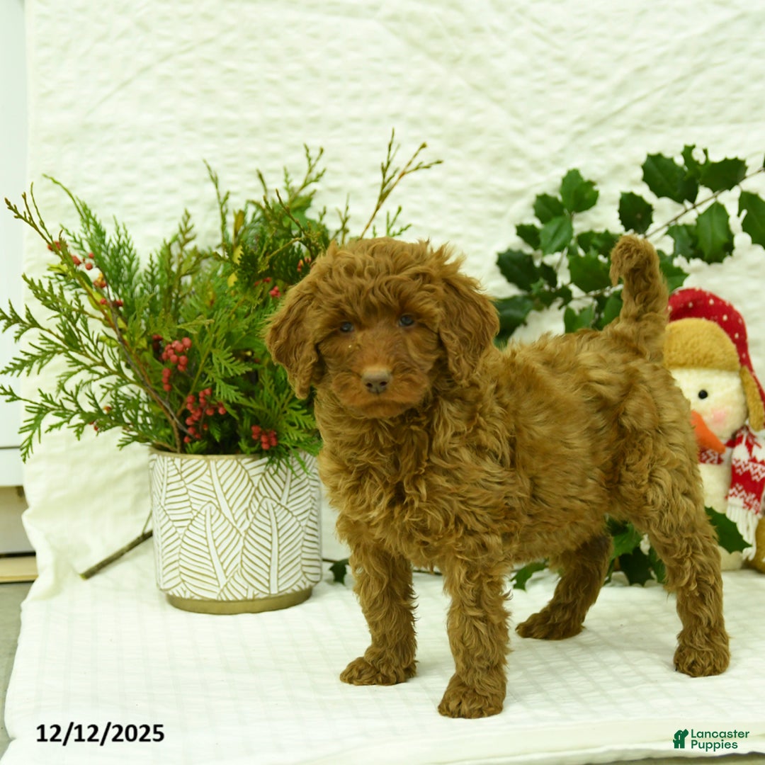 Goldendoodle dogs for sale: Kerrie - Ad 2