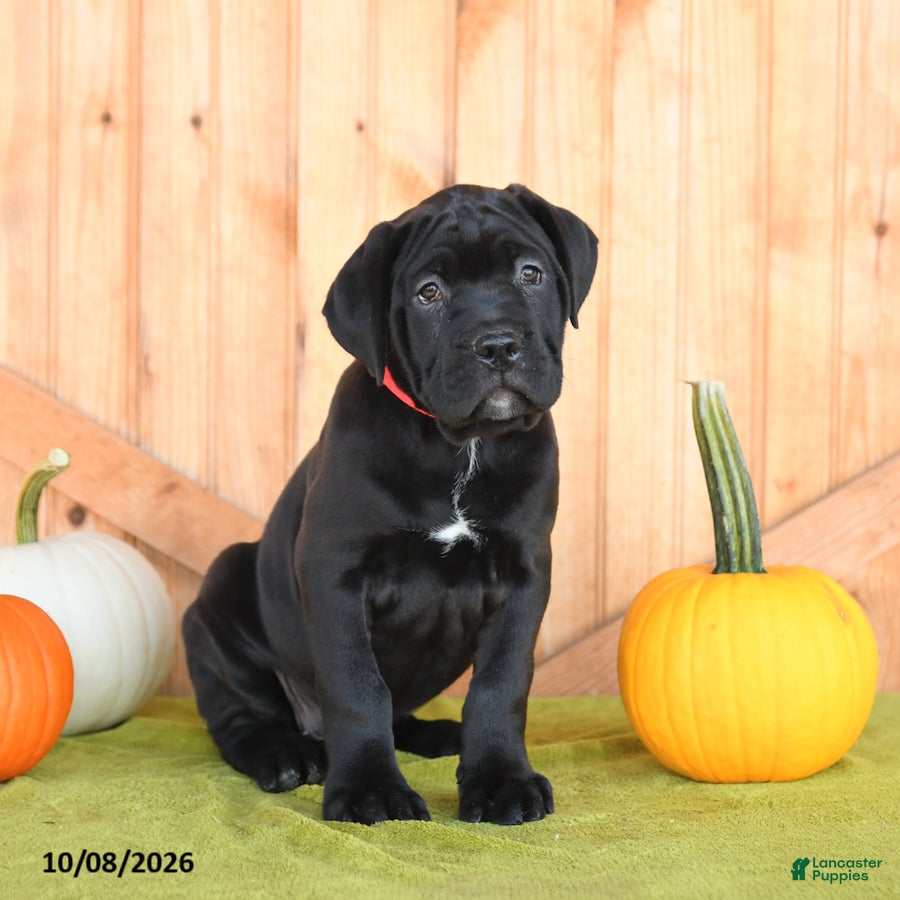 Cane Corso dogs Blossom - Ad 1