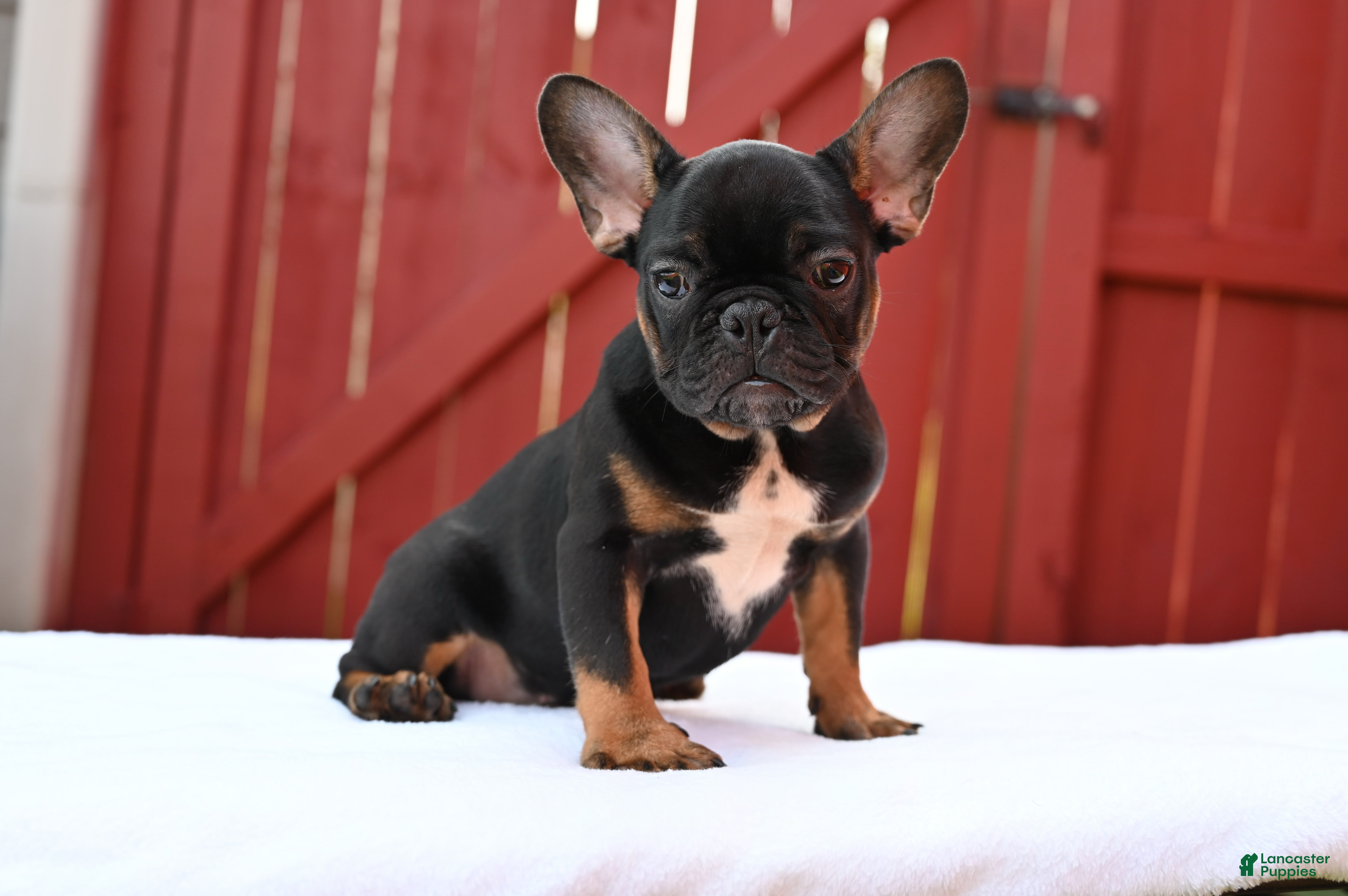 French Bulldog dogs Hugo - Ad 1