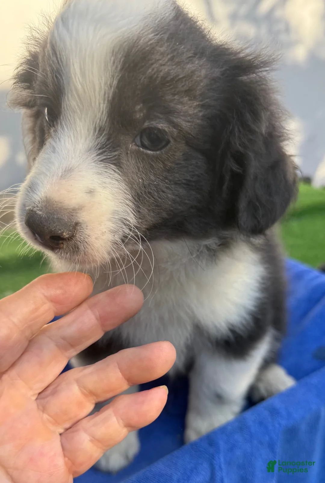Mini Aussiedoodle dogs for sale: Lester - Ad 1