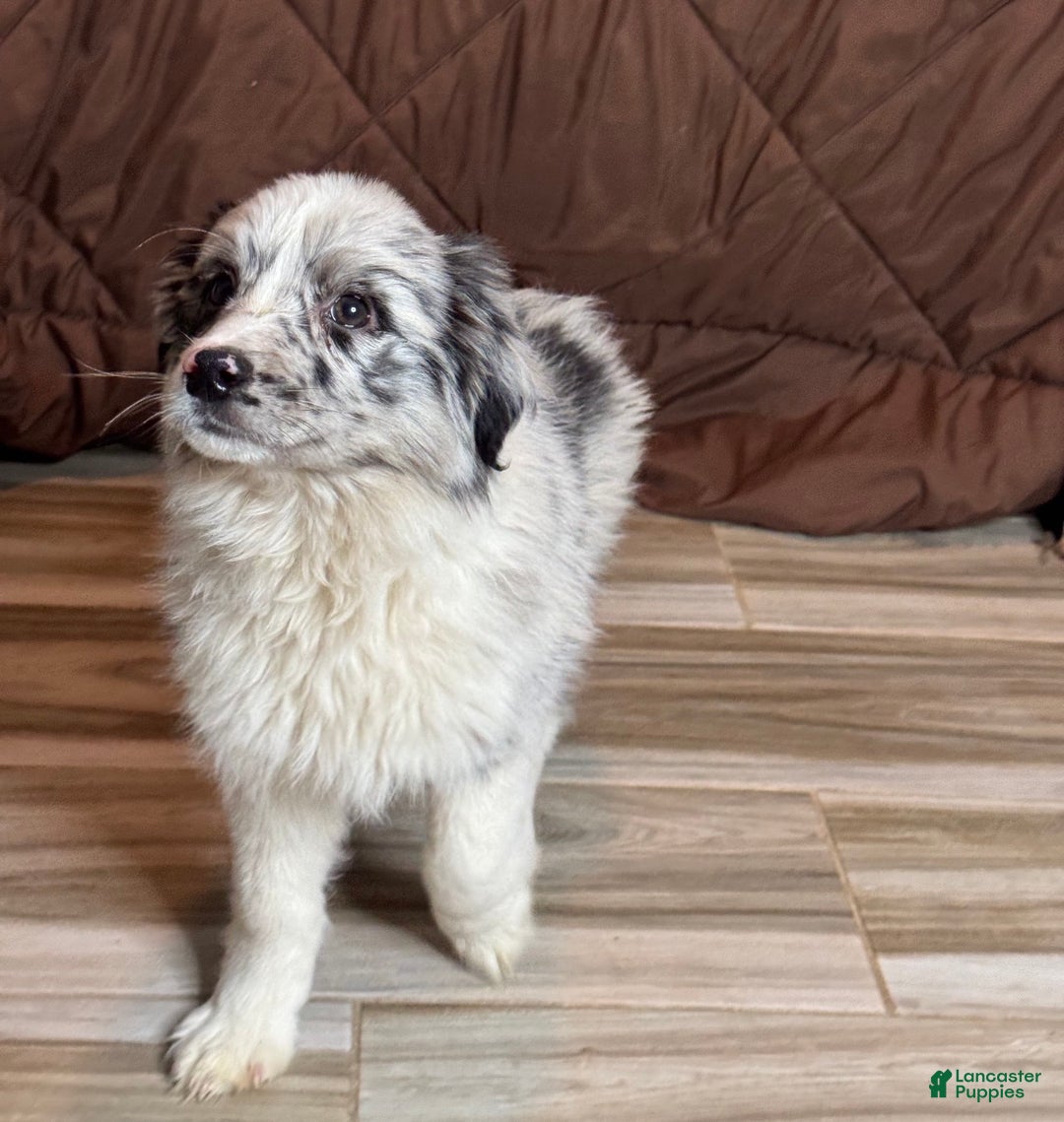 Anatolian Shepherd dogs for sale: Anatolian Shepherd Puppy 3 - Ad 2