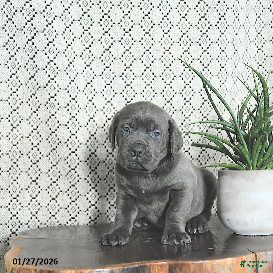 Cane Corso dogs for sale: Blu  - Ad 2