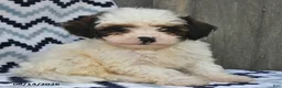 Shihpoo dogs for sale: Buster - Ad 3