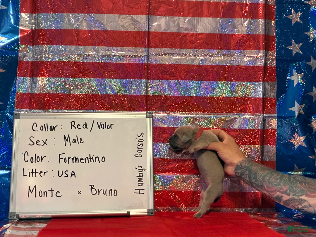 Cane Corso dogs for sale: Valor  - Ad 2