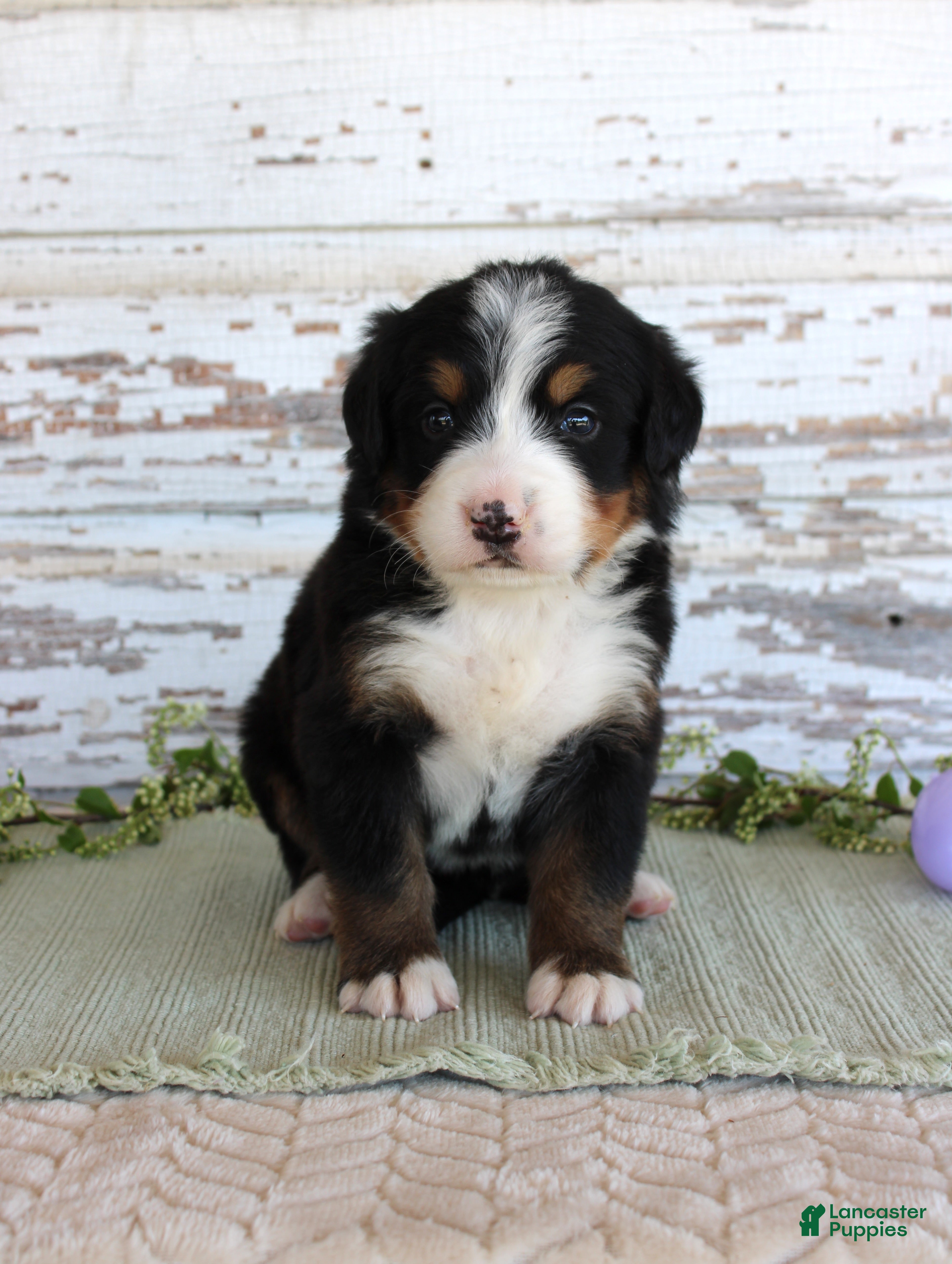 Bernese Mountain Dog dogs Margie - Ad 41