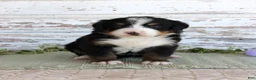 Bernese Mountain Dog dogs for sale: Margie - Ad 1