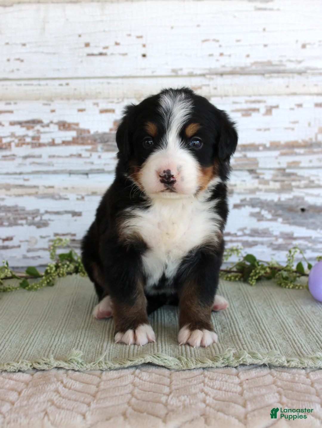 Bernese Mountain Dog dogs for sale: Margie - Ad 1