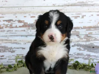 Bernese Mountain Dog dogs Margie - Ad 41