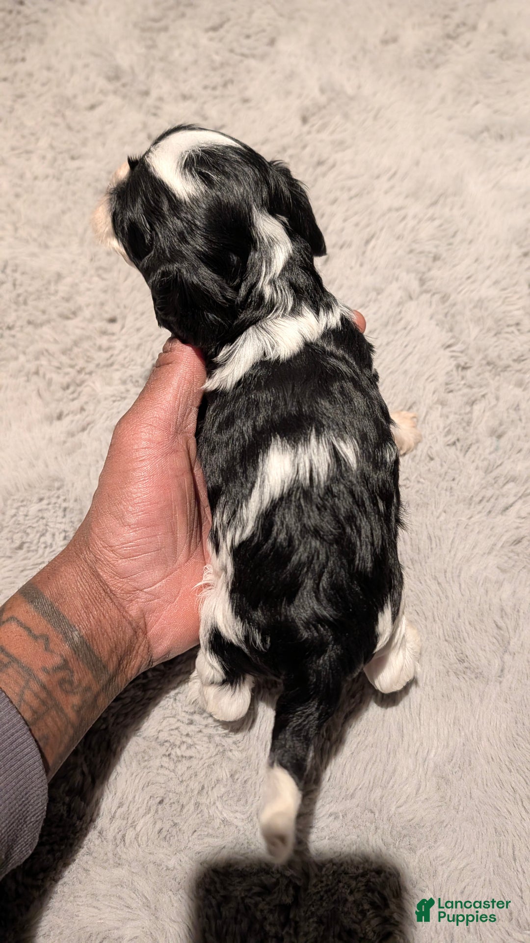 Cockapoo dogs for sale: Jules (F2b) - Ad 3