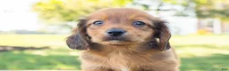 Miniature Dachshund dogs for sale: Peanut - Ad 8