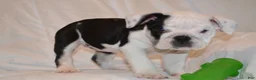 English Bulldog dogs for sale: Bayla (Black Tri) - Ad 2